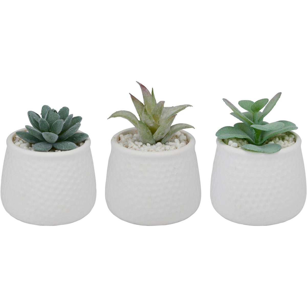 Arti Casa Succulents