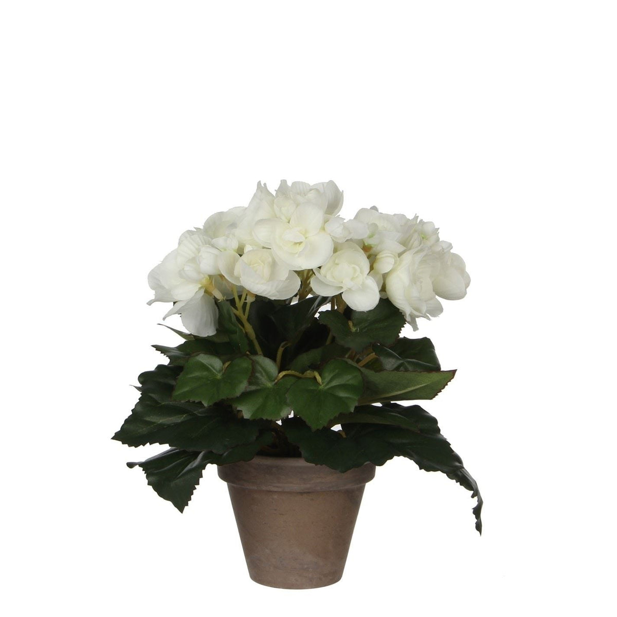 Mica Begonia In Pot Stan Grey