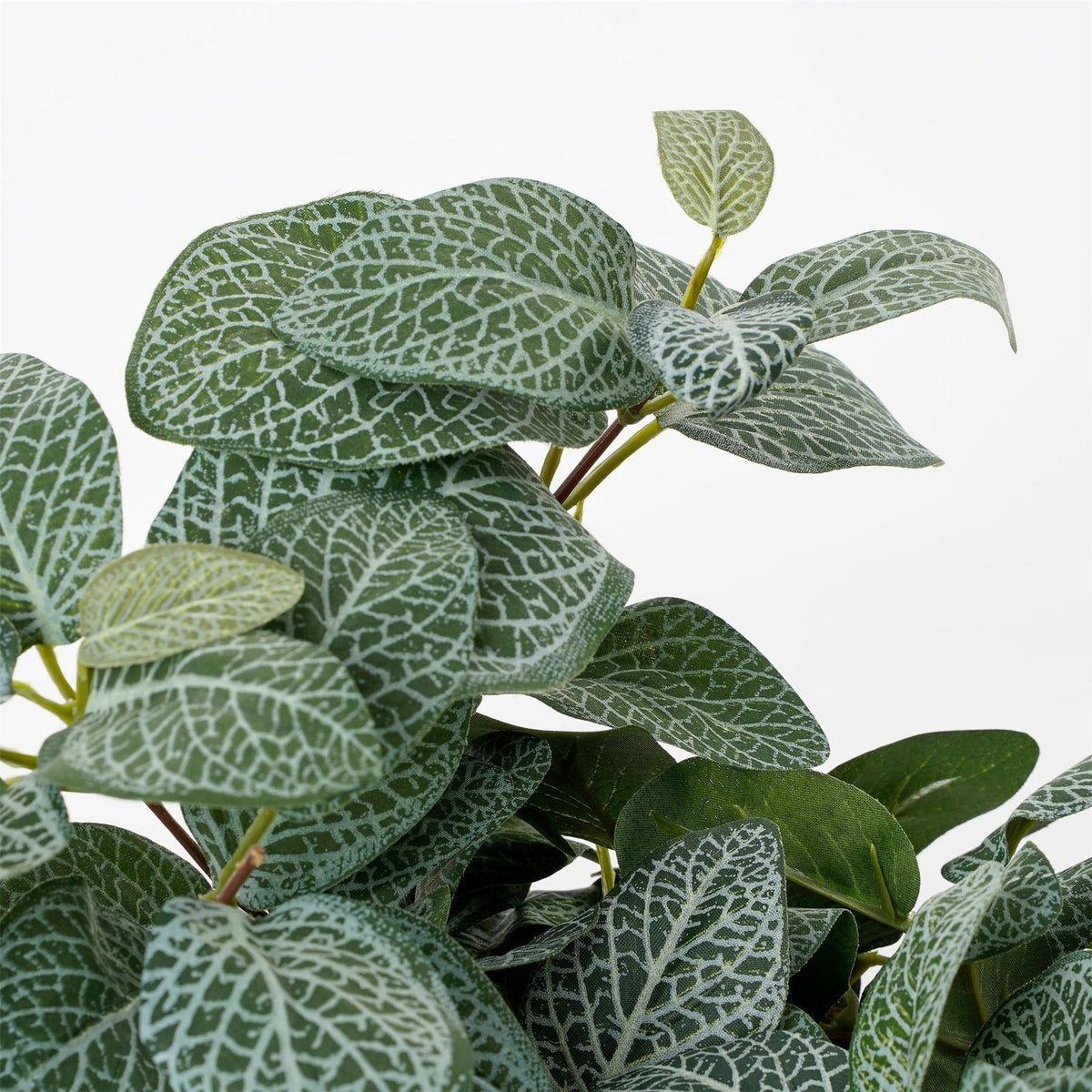 Mica Fittonia Hanging Green