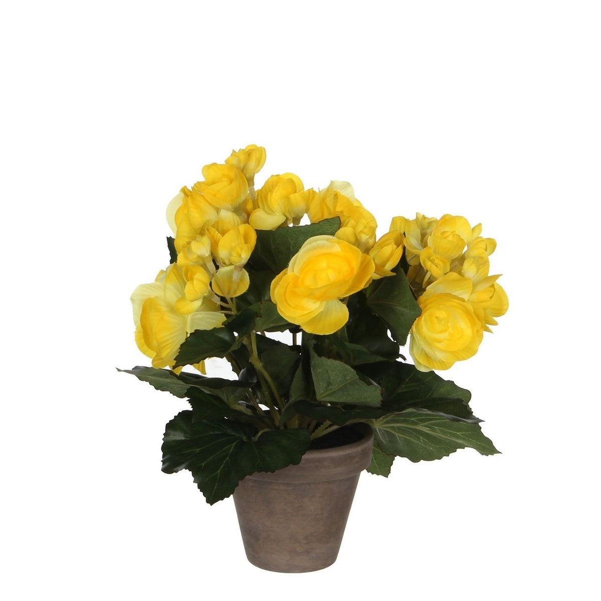 Mica Begonia In Pot Stan Grey