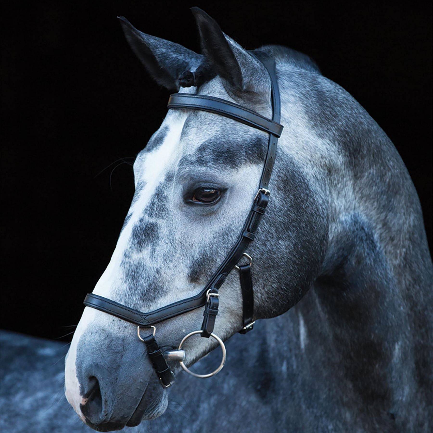 Rambo Multi Bridle