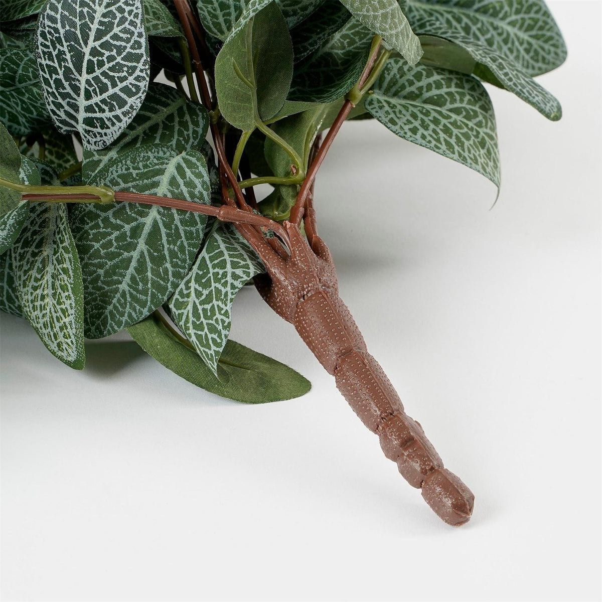 Mica Fittonia Hanging Green