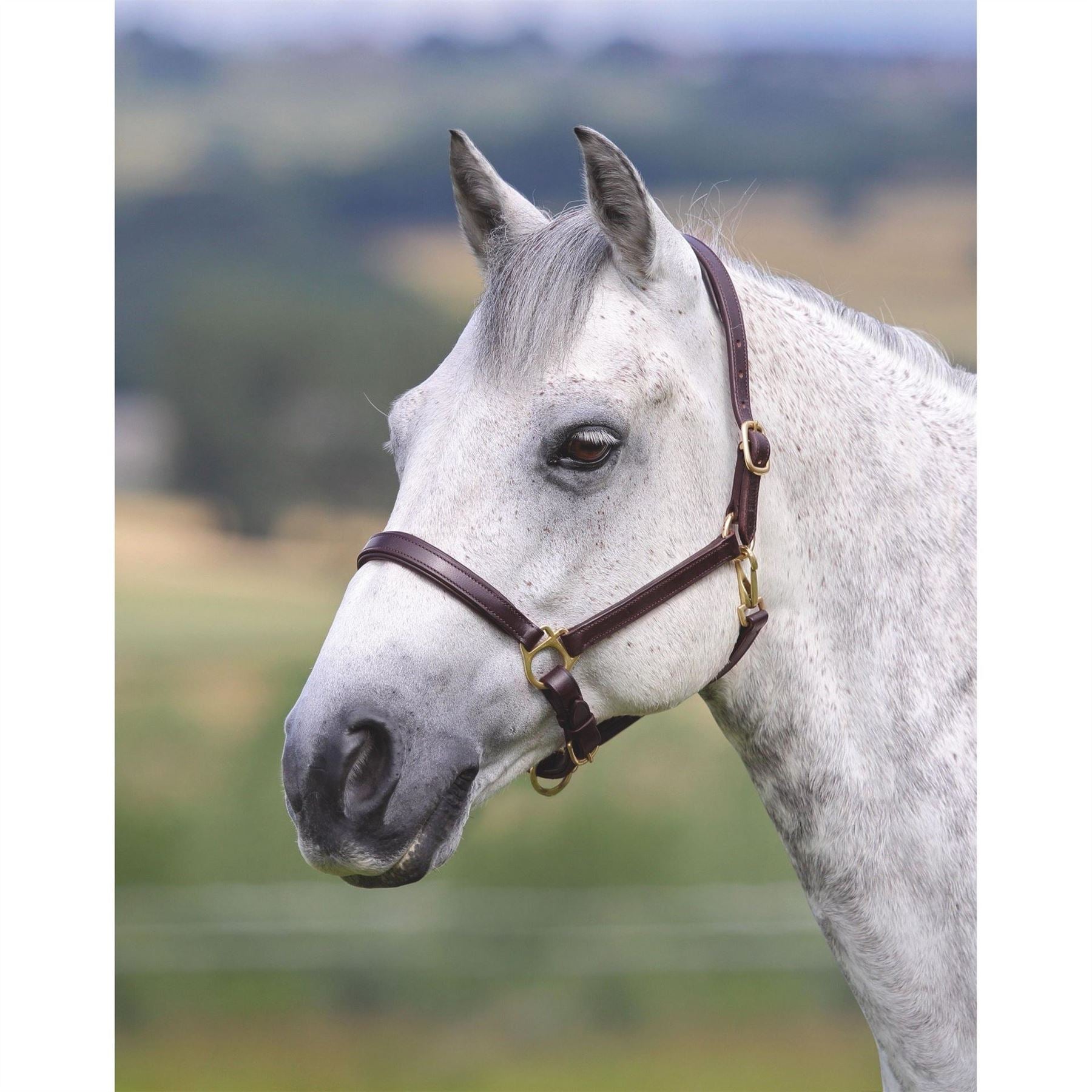 Shires Gara Ragley Lined Headcollar