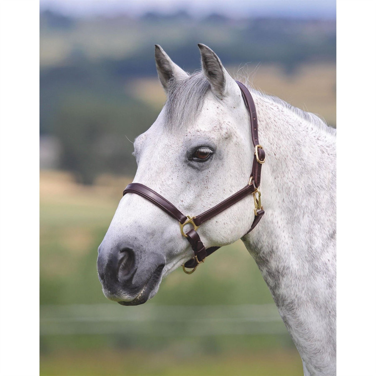 Shires Gara Ragley Lined Headcollar