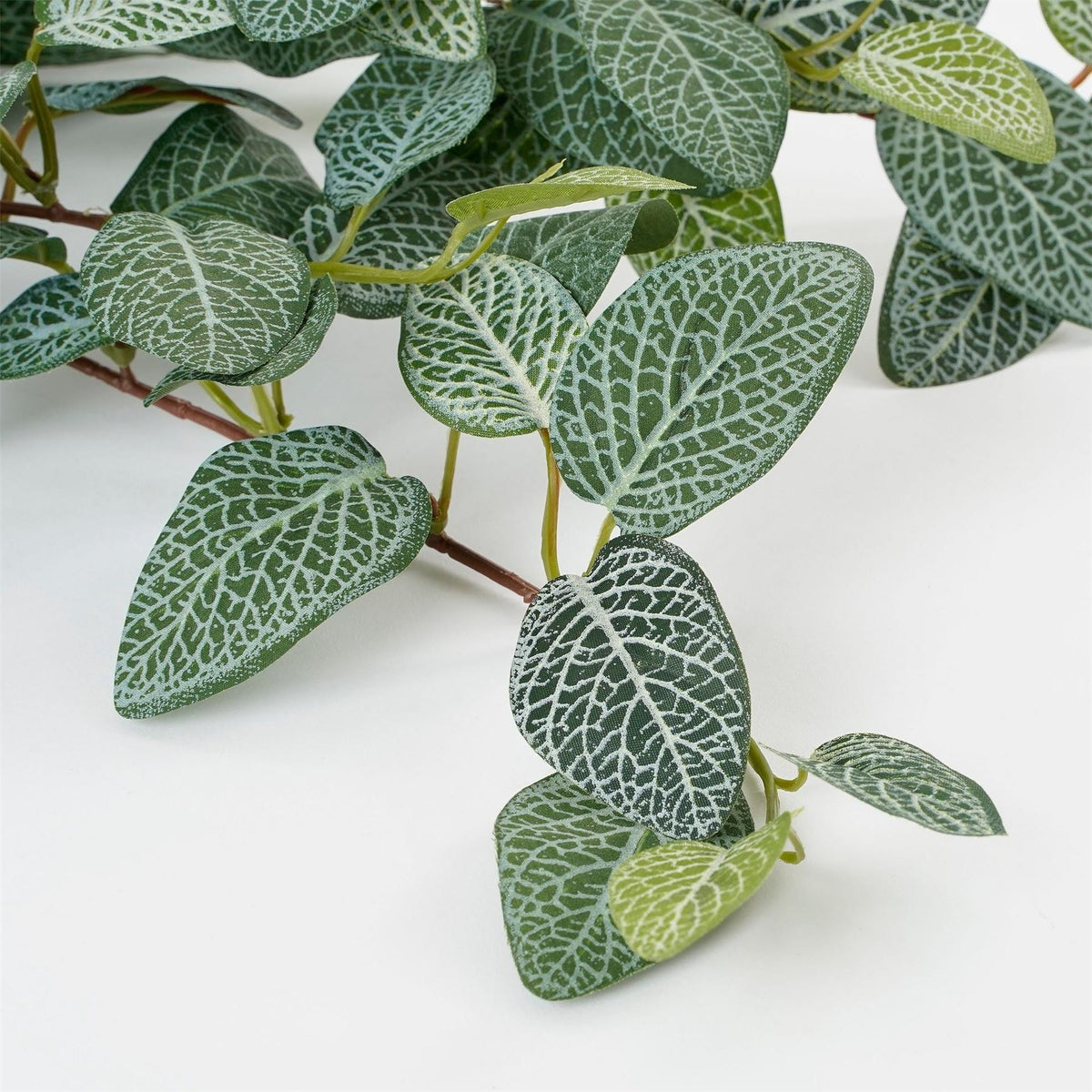 Mica Fittonia Hanging Green