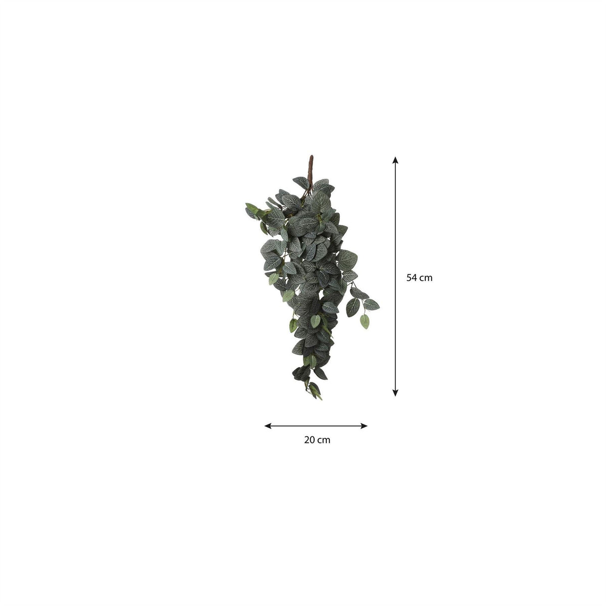 Mica Fittonia Hanging Green