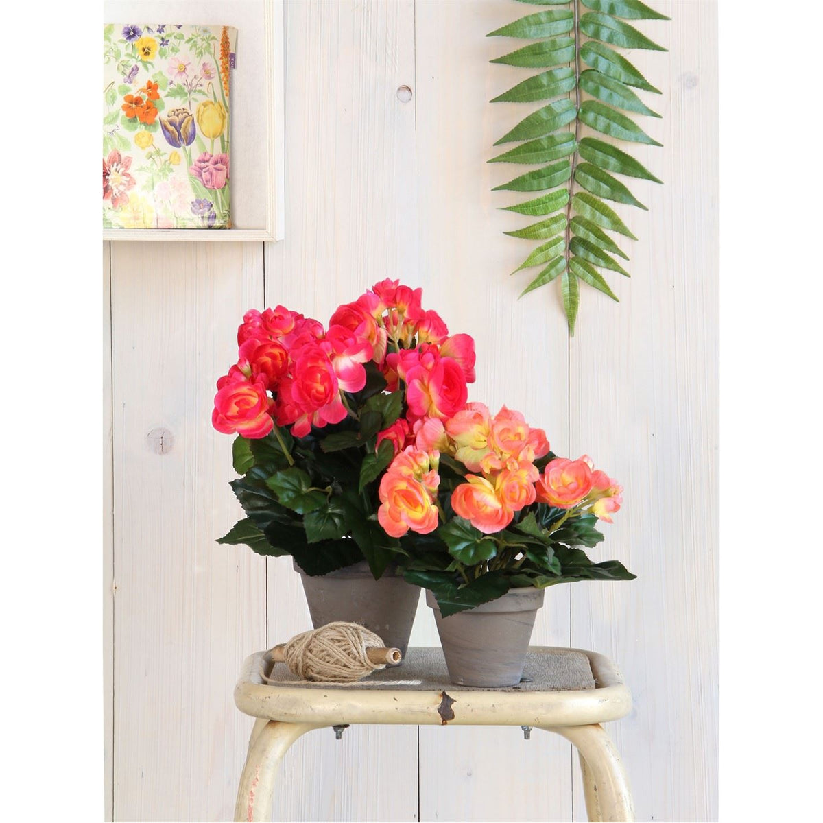 Mica Begonia In Pot Stan Grey