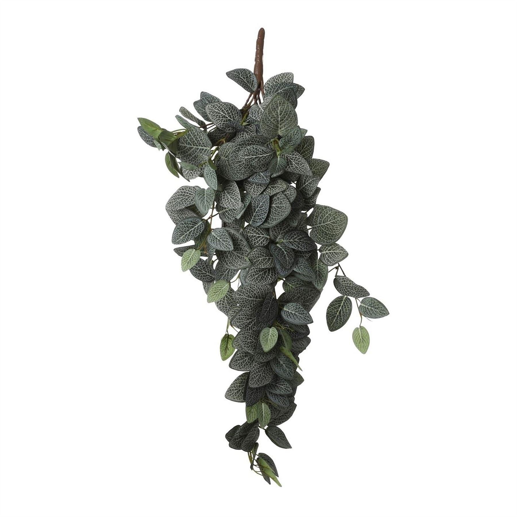 Mica Fittonia Hanging Green