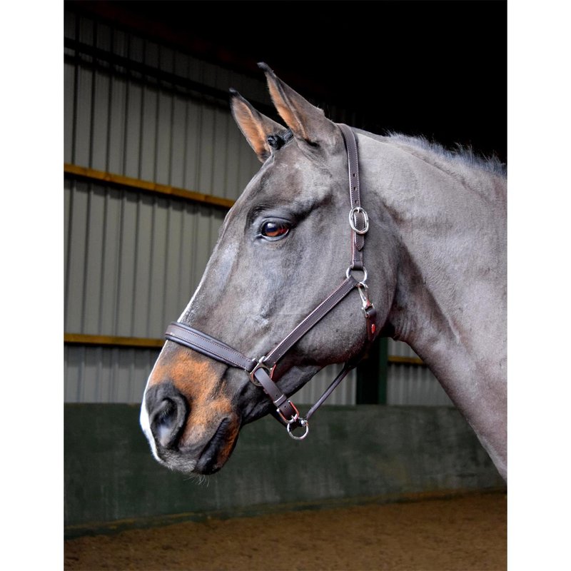 John Whitaker Ready to Ride Leather Headcollar